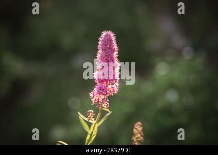 fiore di spirea rosa nel giardino Foto Stock