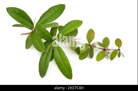 Berberis julianae, il barberry verde inverno o barberry cinese. Isolato su sfondo bianco. Foto Stock