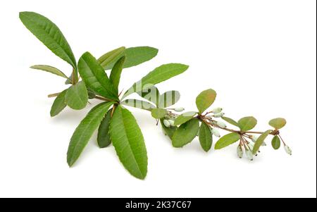 Berberis julianae, il barberry verde inverno o barberry cinese. Isolato su sfondo bianco Foto Stock