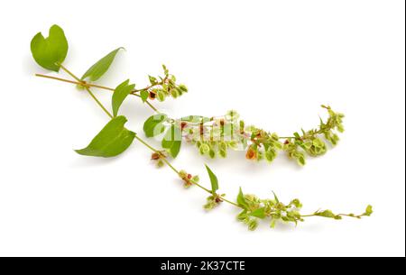 Fallopia convolvulus, il grano saraceno nero o selvatico. Isolato su sfondo bianco Foto Stock