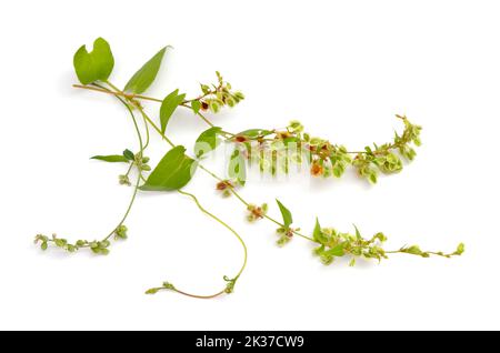 Fallopia convolvulus, il grano saraceno nero o selvatico. Isolato su sfondo bianco Foto Stock