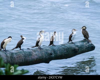 Pied gregge che si appollaiano su log su acqua. Foto Stock