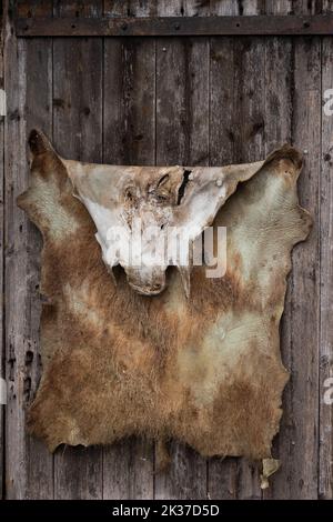 Pelle di cinghiale appesa a una parete di legno Foto Stock
