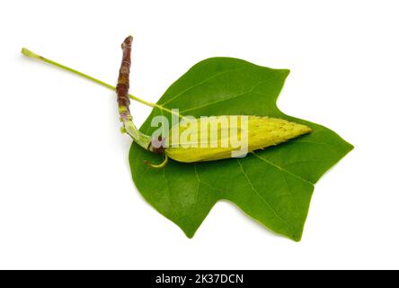 Liriodendron tulipifera conosciuto come il tulipano, tulipano americano, tulipwood, tuliptree. Isolato su sfondo bianco Foto Stock