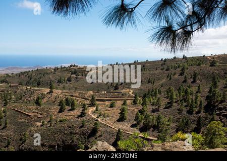 Paesaggio con pini delle Canarie (Pinus canariensis), distretto di Granadilla de Abona, Tenerife, Isole Canarie Foto Stock