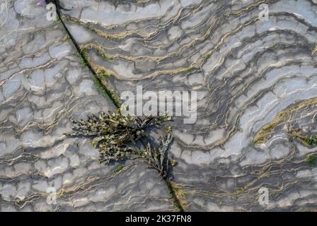 Bladder Wrack crescere in una crepa in Lias Shales su una spiaggia Somerset Foto Stock