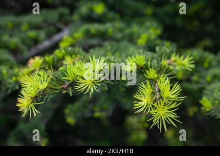 Aghi freschi di larice Larix decidua con sfondo a fuoco morbido. Ramo di conifere Foto Stock