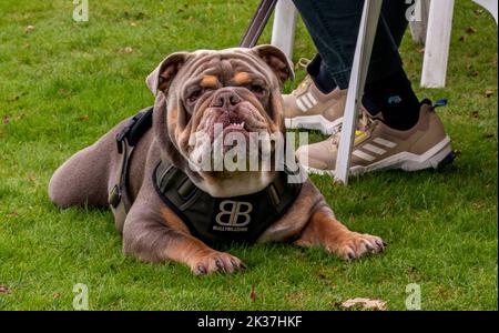 Follifoot, vicino Harrogate, North Yorkshire, 25th settembre 2022. Il Folllifoot Dog Festival dove gli amanti del cane hanno potuto mostrare i loro amati animali domestici oggi. Picture Credit: ernesto rogata/Alamy Live News Foto Stock