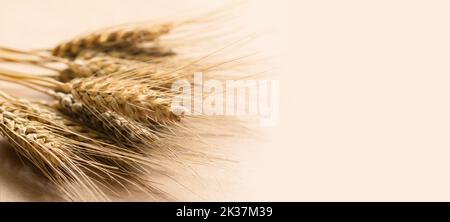 Spikelets di grano di colore dorato con grani su fondo beige. Vista dall'alto Foto Stock