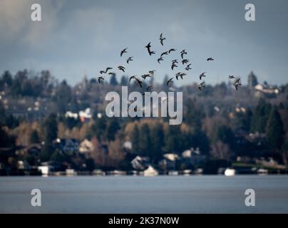 Un gregge di terns che volano sopra il lago di Washington al sole di mattina presto Foto Stock