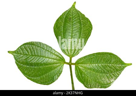 Primo piano della foglia di giamo amaro Asiatico a forma di cuore verde con un profilo fogliare dettagliato, isolato su sfondo bianco Foto Stock