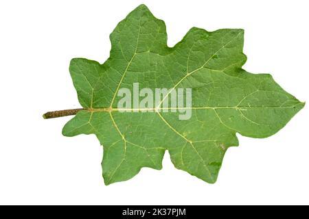 Primo piano di foglia verde di melanzana di piselli con bordi frastagliati con contorno dettagliato di foglia, isolato su sfondo bianco Foto Stock