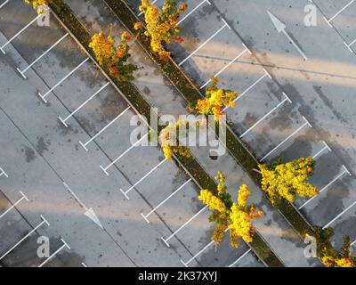 parcheggio vuoto con alberi autunnali gialli Foto Stock