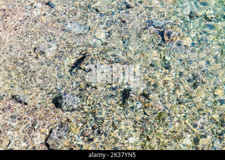 Nuoto alla trota; Maligne Lake Outlet; Jasper National Park; Alberta; Canada Foto Stock