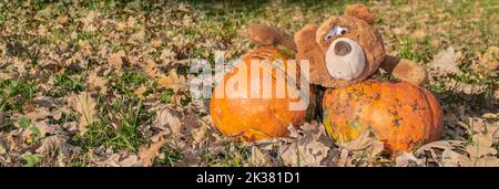 Il banner con un grande giocattolo marrone orsacchiotto dal look espressivo contiene due enormi zucche arancioni. Autunno, Halloween e Ringraziamento. Foto Stock