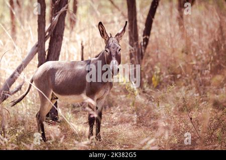 Asino selvatico nel parco nazionale di Kakadu nel territorio del Nord, Australia Foto Stock