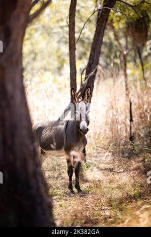 Asino selvatico nel parco nazionale di Kakadu nel territorio del Nord, Australia Foto Stock