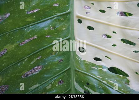 Primo piano di una grande foglia di una variegata Monstera Deliciosa 'formaggio wiss' Foto Stock