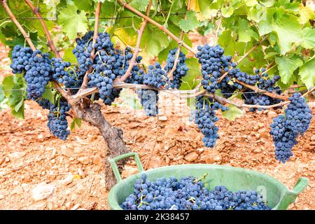 Uve Cannonau. Grappoli di uva nera tra i rami della pianta nel vigneto. Agricoltura tradizionale. Sardegna. Foto Stock