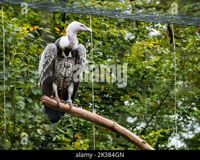 Un avvoltoio seduto su un ramo cerca preda in una voliera in uno zoo. Foto Stock