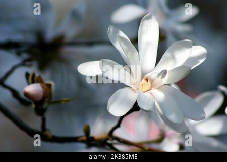 Un primo piano di Magnolia stellata a volte chiamato la stella magnolia. Foto Stock