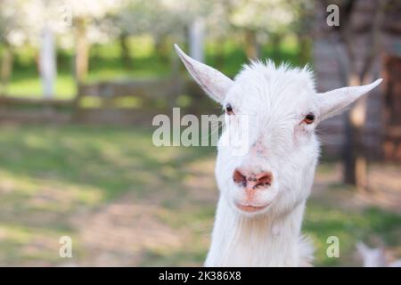 Capra su una fattoria rurale primo piano. Una capra bianca interessata divertente senza un corno si sbirca da dietro una recinzione di legno. Il concetto di agricoltura e di hu animale Foto Stock