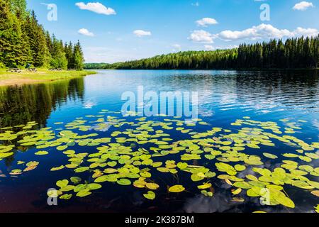 Lilly PADS; Fort Nelson River; Andy Bailey Regional Park; Muska-Kechika Management Area; a sud di Fort Nelson; British Columbia; Canada Foto Stock