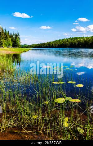Lilly PADS; Fort Nelson River; Andy Bailey Regional Park; Muska-Kechika Management Area; a sud di Fort Nelson; British Columbia; Canada Foto Stock
