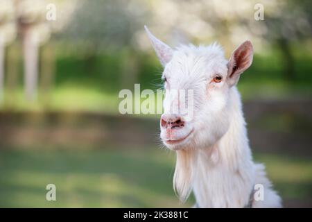 Capra su una fattoria rurale primo piano. Una capra bianca interessata divertente senza un corno si sbirca da dietro una recinzione di legno. Il concetto di agricoltura e di hu animale Foto Stock