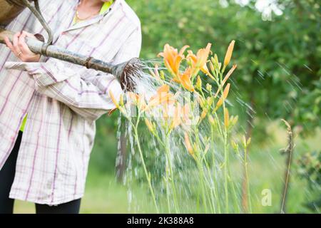 Una donna acqua fiori in giardino, si prende cura del giardino. Foto Stock