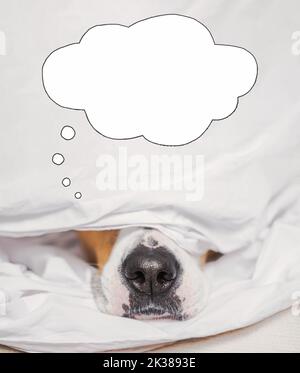 Naso di cane in letto bianco con una bolla vocale, daydreaming, collage digitale. Animali domestici che ritraggono un sonno dentro ed essere pigri Foto Stock