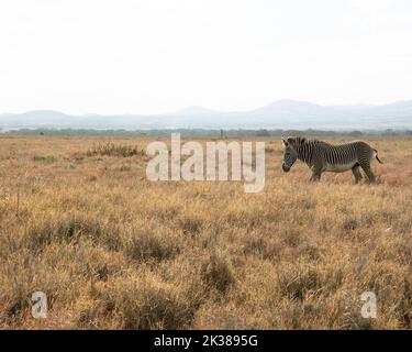 Zebra di Grevy pascolo su erba corta, N. Kenya, e Africa, stagione secca, di Dembinsky Photo Assoc Foto Stock