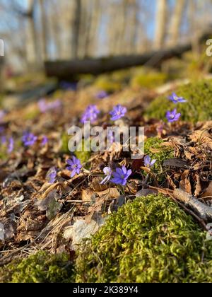 Un primo piano verticale di erba verde con un gruppo di piccoli fiori viola Foto Stock