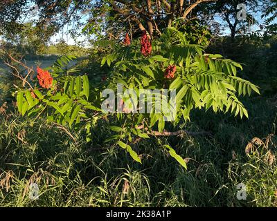 Staghorn Sumac (Rhus typhina), maturo, frutti di bosco rossi, fine estate, e USA, Di Dembinsky Photo Assoc Foto Stock