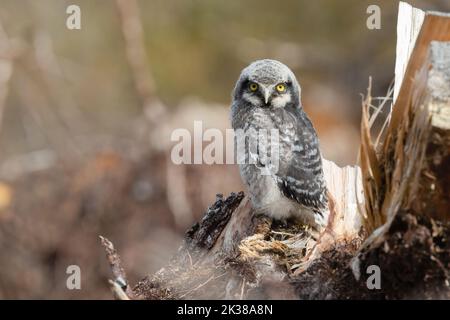 Hawk-Owl settentrionale Foto Stock