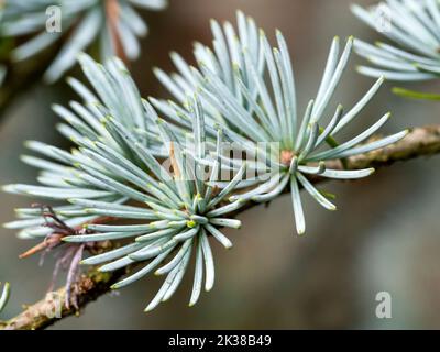 Primo piano degli aghi su un albero di cedro Blue Atlas Foto Stock