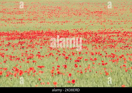 Campo di Papaver rhoeas con fuoco nel mezzo della scena, i nomi comuni sono comuni o ​corn papavero, rosa di mais, papavero campo Foto Stock