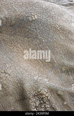 African elefante orecchio struttura della pelle closeup. L'orecchio di un elefante adulto. Foto Stock