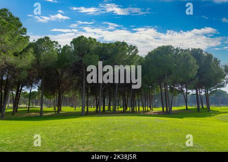 Cielo nuvoloso blu su una fila di pini sullo sfondo e erba verde liscia del verde di un campo da golf in Belek Turchia Foto Stock