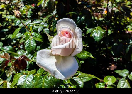 Questa Rosa Bianca si distingue mentre comincia a fiorire. Foto Stock