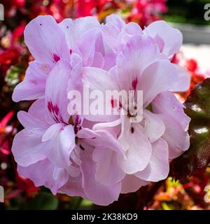 Un giardino rosa colorato Geranium impostato nella nebbia di altri fiori colorati e foglie. Foto Stock
