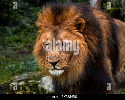 Un leone si guarda intorno mentre si trova in piedi in uno zoo. Foto Stock