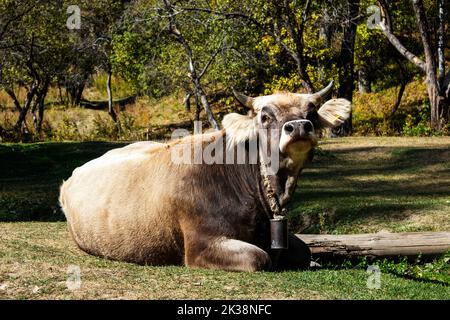 un toro con una campana è sdraiato sul prato Foto Stock