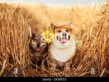 coppia di cani carini in un cappello di girasole seduto su un campo di spighe di grano mature in una giornata di sole estate Foto Stock