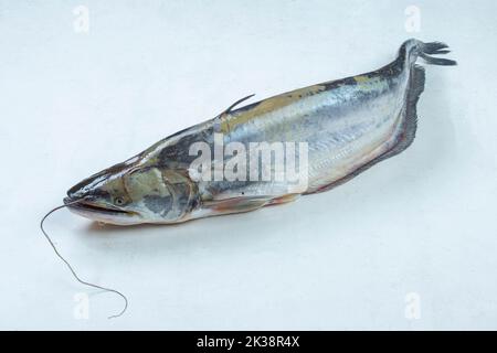 South Asian Boal pesci su sfondo bianco Foto Stock