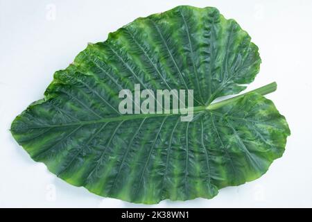 tema, designer, all'aperto, ambiente, spiaggia, foresta pluviale, tessitura, crudo, taro gigante, fogliame tropicale, luminoso, sfondo bianco, macrorhizos alocasia Foto Stock