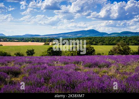 Campo di lavanda vicino al monte Ventoux Foto Stock