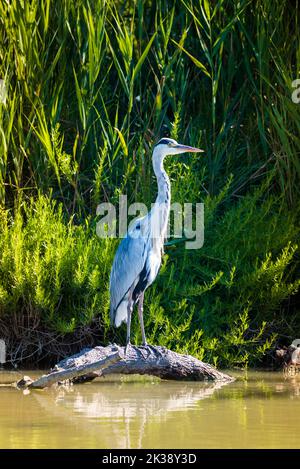 Grande airone grigio in piedi su un tronco al parco pont de Grau Foto Stock