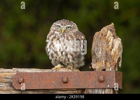 Un piccolo gufo sedette su un palo da cancello con una cerniera metallica contro uno sfondo verde sfocato Foto Stock