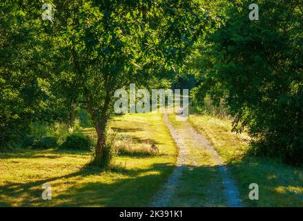 Tortuoso backcountry Road attraverso una foresta verde, sotto un sole estivo. Eleanor Cabot Bradley Estate, Canton, ma, Stati Uniti Foto Stock